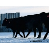 Image 3 : TS Stock Farm Ltd. - 30 Black Angus/Simmental X Replacement Heifers (Mullingar, SK)