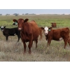 Image 3 : Twisted T Cattle Co. - 500# November Delivery Steer Calves - 110 Head (Carievale, SK)