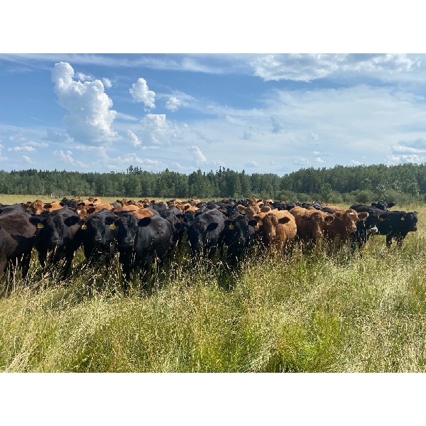 Pembina Ranching - 1060# August Grass Steers - 116 Head (Drayton Valley, AB)