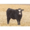 Image 2 : Sybouts Lake Farms Ltd. - 525# March Delivery Heifers - 85 Head (Gladmar, SK)