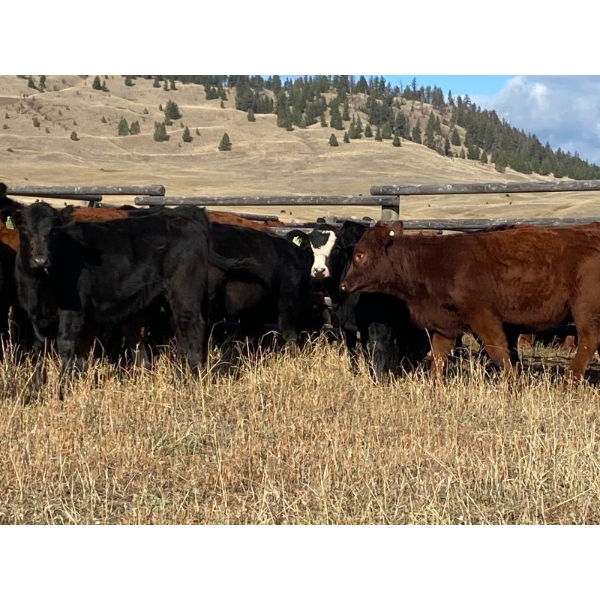 Seven O Ranches - 525# October Delivery Steer Calves - 230 Head (Kamloops, BC)