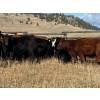Image 1 : Seven O Ranches - 425# October Delivery Heifer Calves - 120 Head (Kamloops, BC)