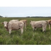 Image 4 : Craig & Lenore Brown Farms Ltd. - 950# September Delivery Grass Heifers - 65 Head (Moosehorn, MB)