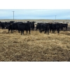 Image 6 : Ripple Rock Ranch - 790# March Delivery Weaned Heifers  -104 Head (Fincastle, AB)