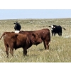 Image 7 : Riverbend Ranch - 910# September Delivery Grass Steers - 184 Head (Brooks, AB)