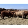 Image 3 : Jason & Kevin Szymanek - 860# May Delivery Steers - 60 Head (Stauffer, AB)