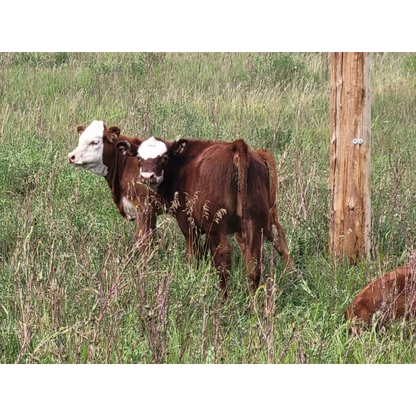 BC Cattle Co - 425# November Delivery Heifer Calves - 100 Head (Canoe Creek, BC)