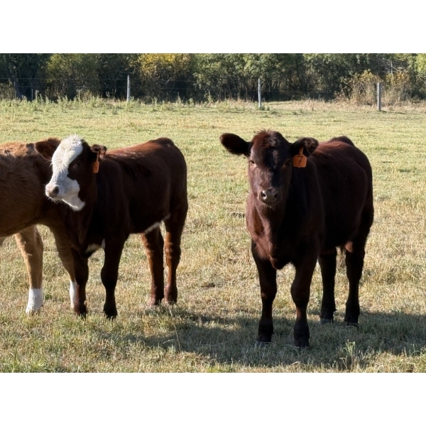 K-B Farms - 675# February Delivery Weaned Heifers - 55 Head (Sundre, AB)
