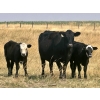 Image 4 : Thurston Newall Farms - 580# Steer Calves - 105 Head (Nightingale, AB)