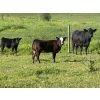 Image 6 : Cutting Edge/Holtry Creek - 540# November Delivery Heifer Calves - 110 Head (100 Mile House, BC)