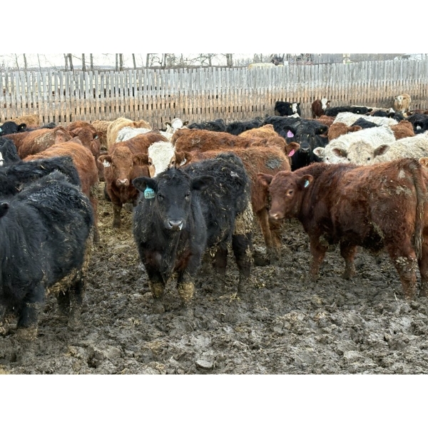 Rice Farms - 975# February Delivery Steers - 65 Head (Lacombe, AB)