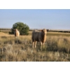 Image 3 : Bruce & Derek Christensen - 720# November Delivery Steer Calves - 80 Head (Rainier, AB)