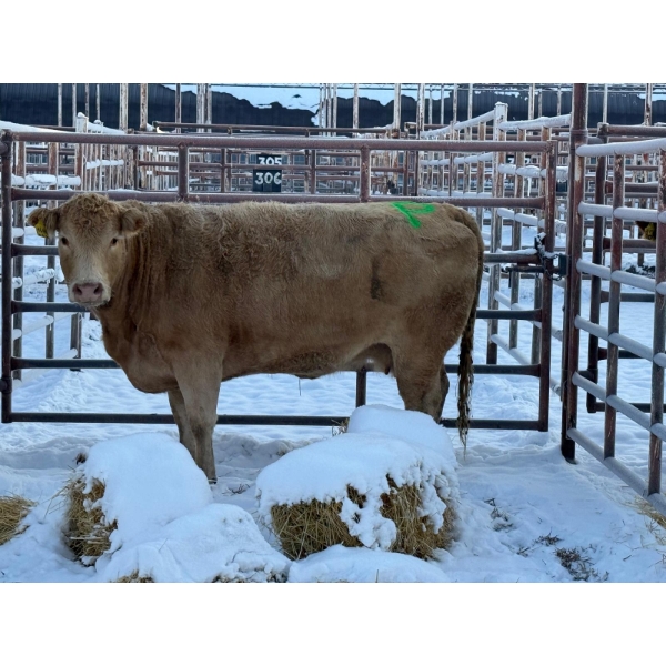 Randal Melcher - 1 Young Cow (Pen 407)