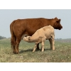 Image 6 : Dick Lawrence - 630# November Delivery Heifer Calves - 80 Head (Pine Lake, AB)