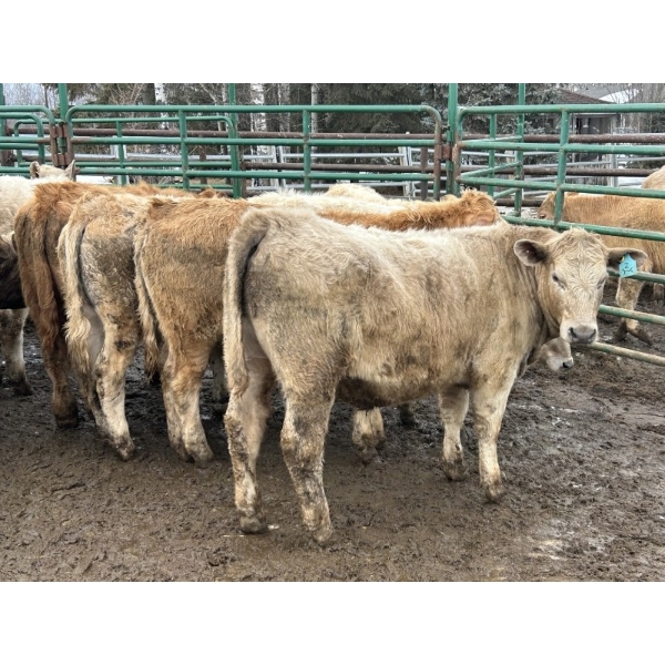 Midpoint Farms - 685# March Delivery Steers - 42 Head (Drayton Valley, AB)