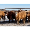 Image 6 : Rusty Ridge Cattle Co. Ltd. - 850# February Delivery Heifers - 64 Head (Bowden, AB)