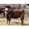 Image 4 : A&A Farms  - 25 RBF Replacement Heifers (Coaldale, AB)