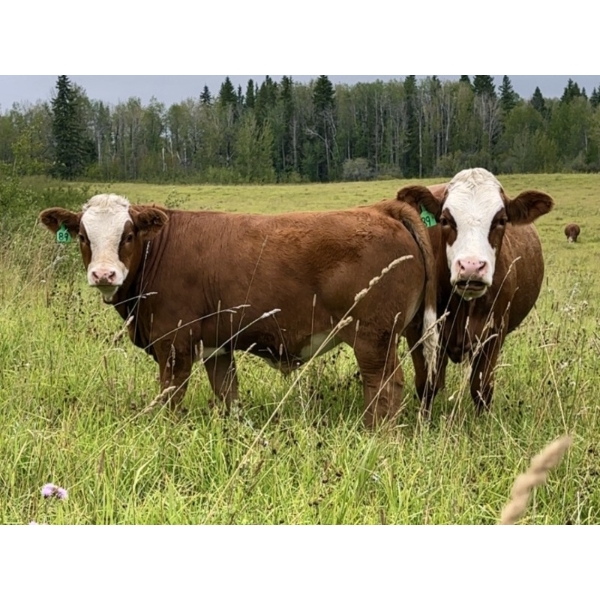 4M Cattle Co. - 800# October Delivery Steer Calves - 78 Head (Stauffer, AB)