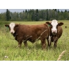 Image 1 : 4M Cattle Co. - 800# October Delivery Steer Calves - 78 Head (Stauffer, AB)