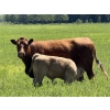 Image 3 : Cunningham Cattle Co. - 680# October Delivery Steer Calves - 270 Head (Sundre, AB)