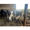 Image 11 : Wavy Lake Farming Co. - 635# Holstein Steers - 15 Head (Heisler, AB)