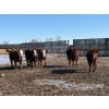 Image 3 : Four Harts Cattle Co. - 940# March/April Delivery Steers - 265 Head (Vermilion, AB)