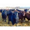 Image 4 : Justin Tateson - 1020# March Delivery Steers - 130 Head (Scandia, AB)