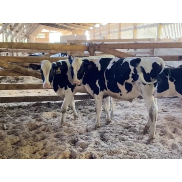 Iberg Farms Ltd. - 500# Holstein Steers - 8 Head (Langley, BC)