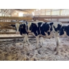 Image 1 : Iberg Farms Ltd. - 500# Holstein Steers - 8 Head (Langley, BC)