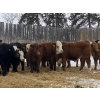 Image 6 : Garth & Theresa Kauppi - 870# December Weaned Steers - 73 Head (Eckville, AB)