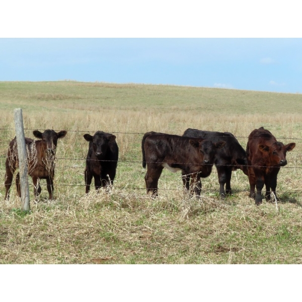 Lamb Cattle Company - 500# October Delivery Heifer Calves - 230 Head (Hanley, SK)