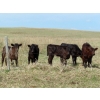 Image 1 : Lamb Cattle Company - 500# October Delivery Heifer Calves - 230 Head (Hanley, SK)