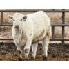 Image 4 : JG Larson Livestock (V-V) - 885# April Delivery Steers - 38 Head (Jenner, AB) VBP+