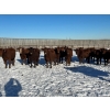 Image 2 : 6U Cattle Company - 30 April/May Red/RBF Bred Heifers (Manning, AB)