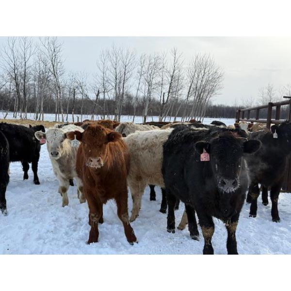 Steven Bartel - 975# July Delivery Heifers - 63 Head (Carroll, MB)
