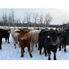 Image 1 : Steven Bartel - 975# July Delivery Heifers - 63 Head (Carroll, MB)
