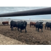 Image 5 : Hillsvale Farming Co. - 40 Angus/Angus X Fed Steers (Cut Knife, SK)