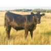 Image 2 : Brad, Kelly & Oliver Deschamps - 590# October Delivery Steer Calves - 100 Head (Patricia, AB)