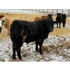 Image 5 : Ugly Head Feeders - 840# April Delivery Steers - 75 Head (Killam, AB)