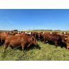 Image 9 : Tony Groenewoud - 1050# September Delivery Grass Steers - 112 Head (Turtleford, SK)
