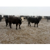 Image 7 : Shark Farms - 885# March Delivery Steers - 215 Head (Nanton, AB)