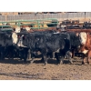 Image 2 : Midpoint Farms - 1025# August Delivery Grass Steers - 120 Head (Drayton Valley, AB)