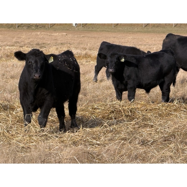 Darren & Tamara Schultz  - 540# October Delivery Steer Calves - 75 Head (Bashaw, AB)