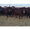 Image 3 : Graham Alexander - 3 Red Young Cows (Pen 411)