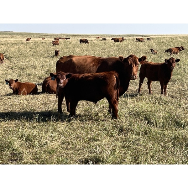 Misty Ridge Ranch - 675# November Delivery Steer Calves - 85 Head (Delia, AB)