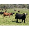 Image 8 : Lone Star Cattle Co. - 1040# Sept/Oct Delivery Grass Steers - 390 Head (Buck Lake, AB)