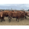 Image 8 : Lone Star Cattle Co. - 1010# May Delivery Steers - 230 Head (Strathmore, AB)