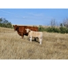 Image 9 : Farming Valley Ranch (Ben Tateson) - 590# November Delivery Steer Calves - 100 Head (Cereal, AB)