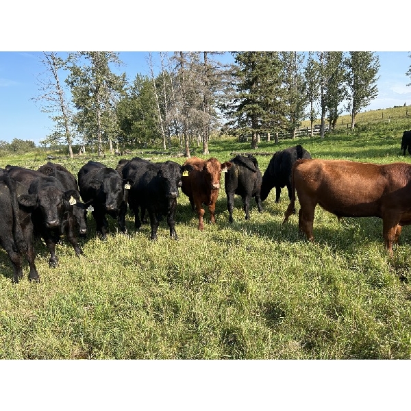 Wray Ranches - 925# September Grass Steers - 61 Head (Falun, AB)