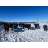 Image 4 : 9 - 9 Ranch Ltd. - 720# February Delivery Steers - 50 Head (Coronation, AB)